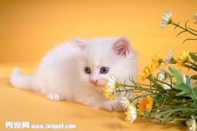 怎么挑选波斯猫
