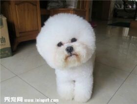 怎样选购比熊犬