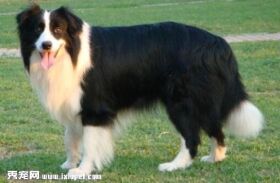 边境牧羊犬耳朵怎么洗