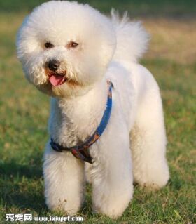 比熊犬感冒了怎么办