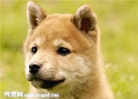 秋田犬多大可以训练