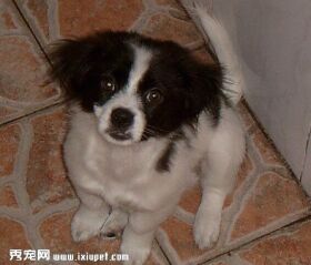 边境牧羊犬性格有几大优点?它的缺点是什么?