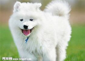 萨摩耶犬智商排第几?萨摩耶犬的训练方法有哪些?