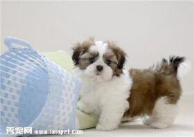 西施犬多少钱一只