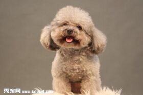贵宾犬