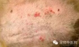必藏|16种宠物常见皮肤病图文大全