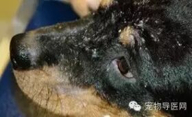 必藏|16种宠物常见皮肤病图文大全