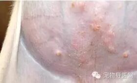 必藏|16种宠物常见皮肤病图文大全