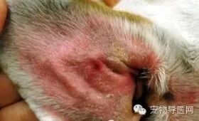 必藏|16种宠物常见皮肤病图文大全