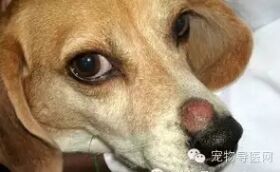 必藏|16种宠物常见皮肤病图文大全