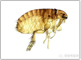 科普|驱虫与免疫同样重要【图】