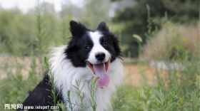 边境牧羊犬图片欣赏3