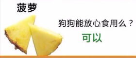 狗狗不能吃的那些水果,你都喂过吗?