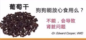 狗狗不能吃的那些水果,你都喂过吗?
