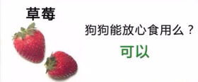 狗狗不能吃的那些水果,你都喂过吗?
