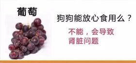 狗狗不能吃的那些水果,你都喂过吗?
