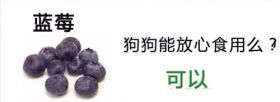 狗狗不能吃的那些水果,你都喂过吗?