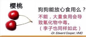 狗狗不能吃的那些水果,你都喂过吗?