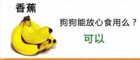 狗狗不能吃的那些水果,你都喂过吗?