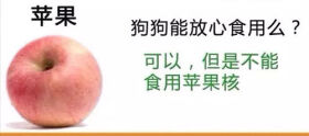 狗狗不能吃的那些水果,你都喂过吗?