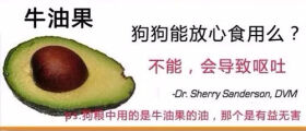 狗狗不能吃的那些水果,你都喂过吗?