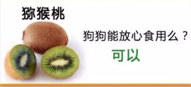 狗狗不能吃的那些水果,你都喂过吗?