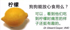 狗狗不能吃的那些水果,你都喂过吗?