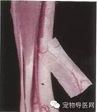 【健康课堂】狗狗猫猫骨折固定技术及失败原因分析