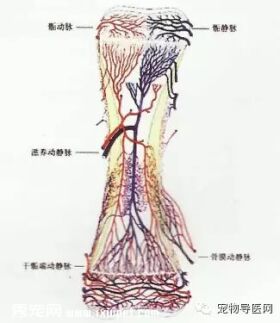 【健康课堂】狗狗猫猫骨折固定技术及失败原因分析