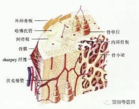 【健康课堂】狗狗猫猫骨折固定技术及失败原因分析