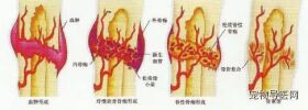 【健康课堂】狗狗猫猫骨折固定技术及失败原因分析