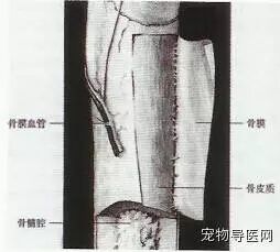 【健康课堂】狗狗猫猫骨折固定技术及失败原因分析