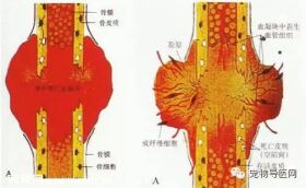 【健康课堂】狗狗猫猫骨折固定技术及失败原因分析