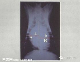 【专业课堂】犬猫心血管病的影像学诊断