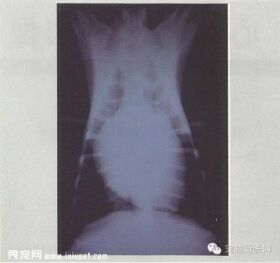 【专业课堂】犬猫心血管病的影像学诊断