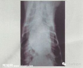 【专业课堂】犬猫心血管病的影像学诊断