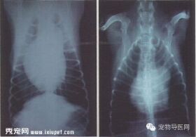 【专业课堂】犬猫心血管病的影像学诊断