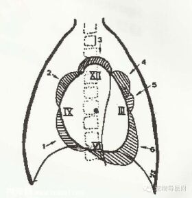 【专业课堂】犬猫心血管病的影像学诊断
