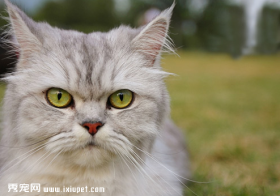 三招帮你识别金吉拉猫的品质
