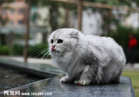 三招帮你识别金吉拉猫的品质