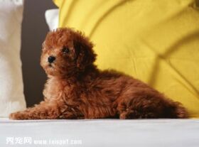 泰迪犬的颜色有哪些?