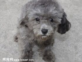 泰迪犬的颜色有哪些?