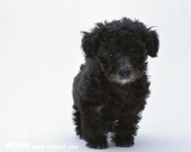 泰迪犬的颜色有哪些?