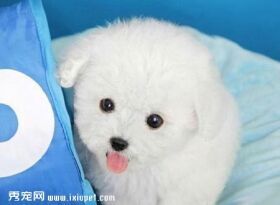 泰迪犬的颜色有哪些?