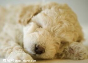 泰迪犬的颜色有哪些?