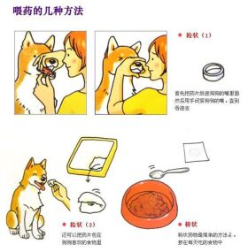 图解给狗狗量体重、量体温、挤肛门腺和喂药的方法