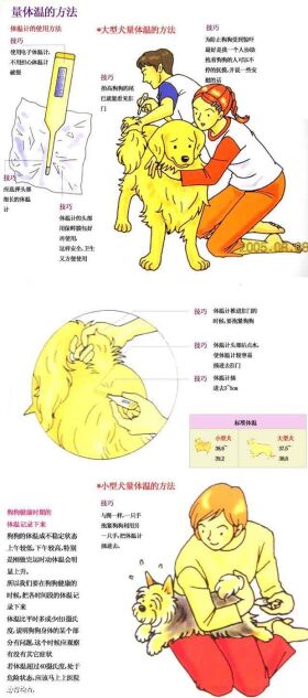 图解给狗狗量体重、量体温、挤肛门腺和喂药的方法