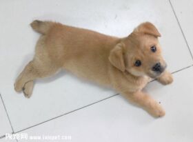 什么是犬冠状病毒感染?犬冠状病毒感染的症状及防治方法