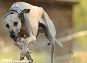【灵缇犬】训练格力犬建立和强化条件反射