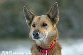 【德国牧羊犬选购】挑选德国牧羊犬的时候我们需要注意哪些问题?